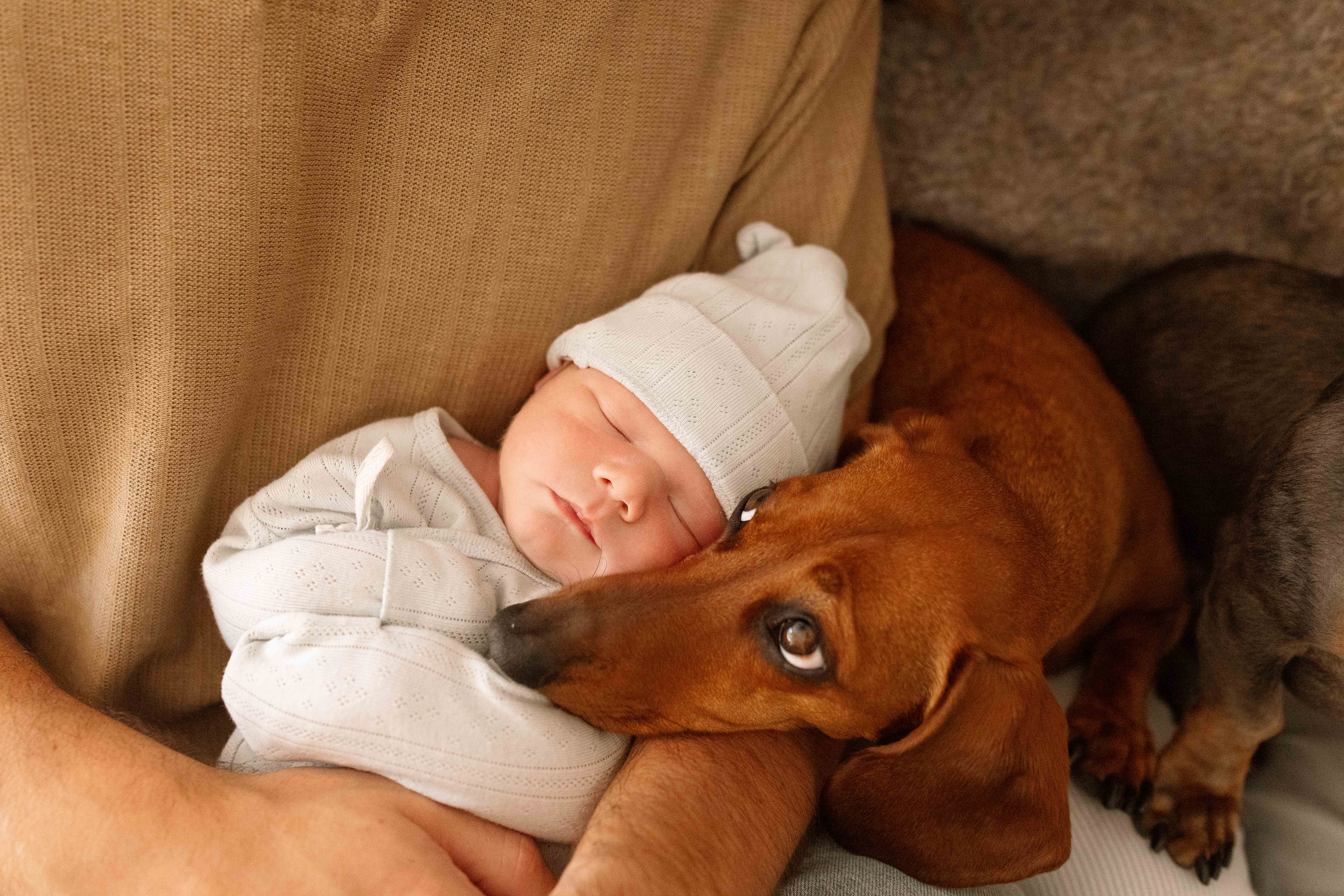 newborn baby with dog at home in Iowa City